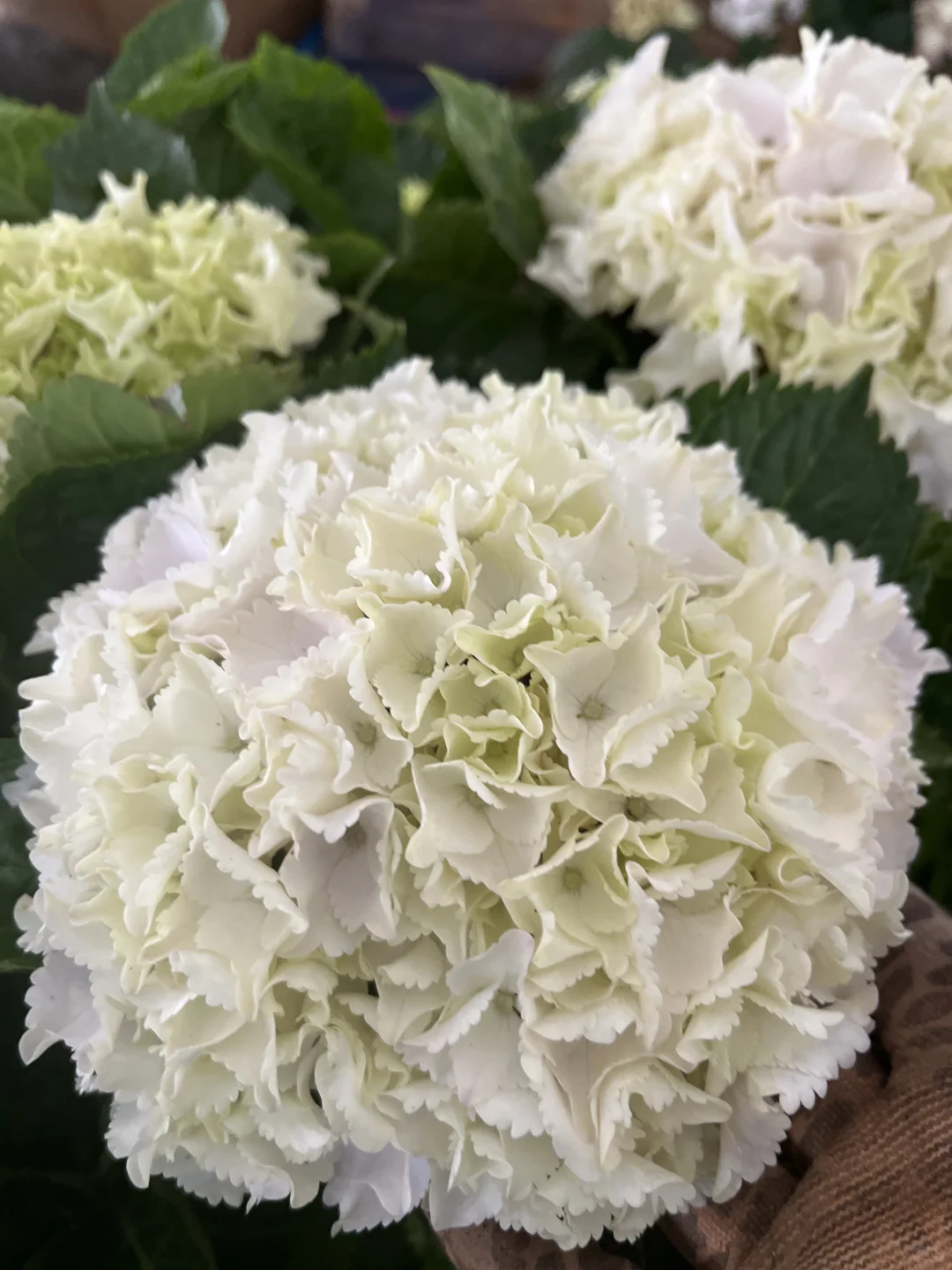 今天的绣球花也太治愈了～