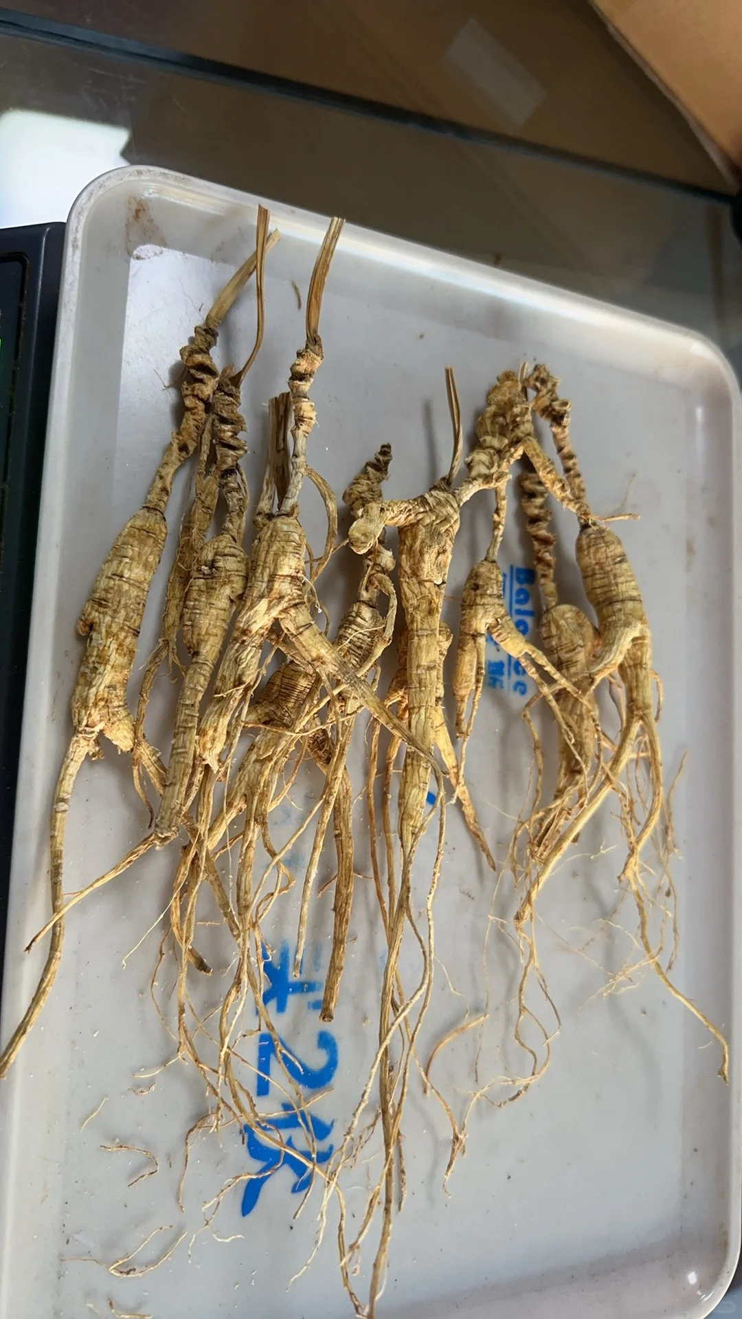 林下参籽货微残