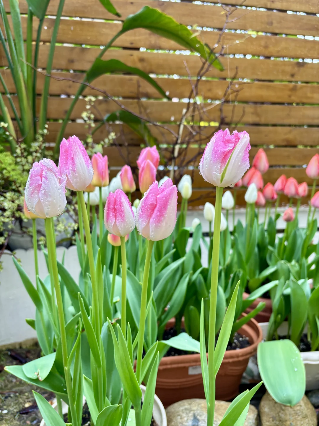 讲真，有这样的院子我能呆1年不出门！?