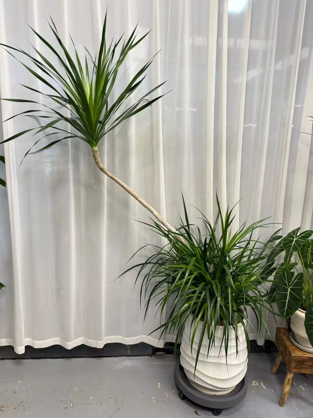 想看看你们的绿植！