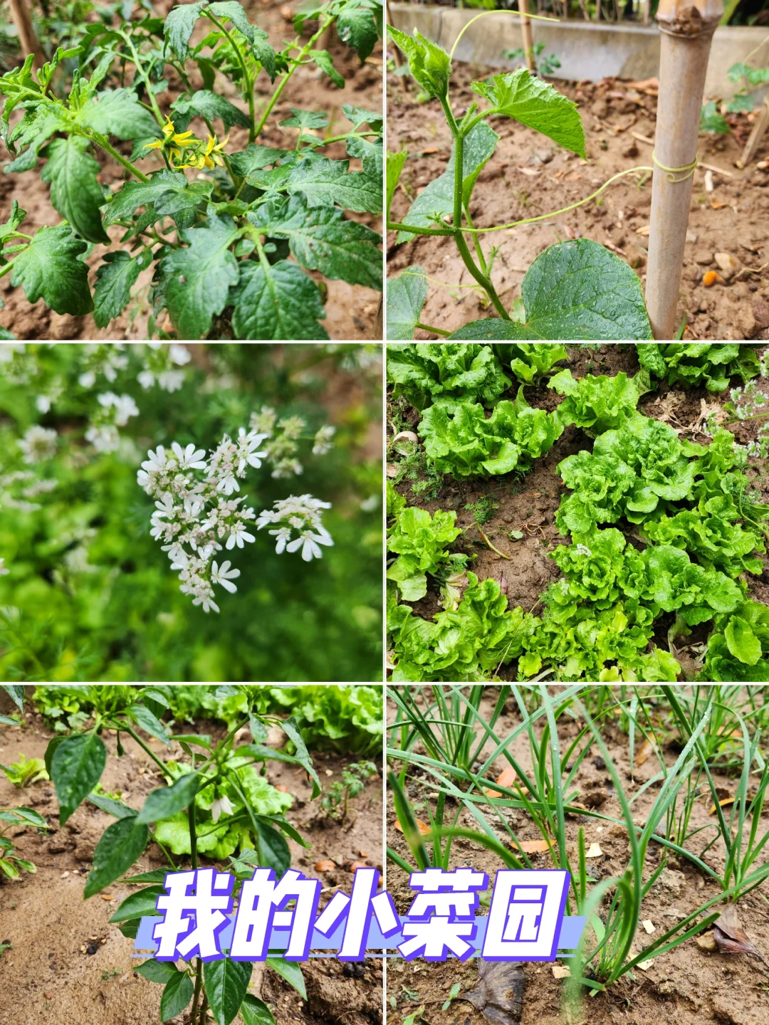 种点喜欢吃的蔬菜