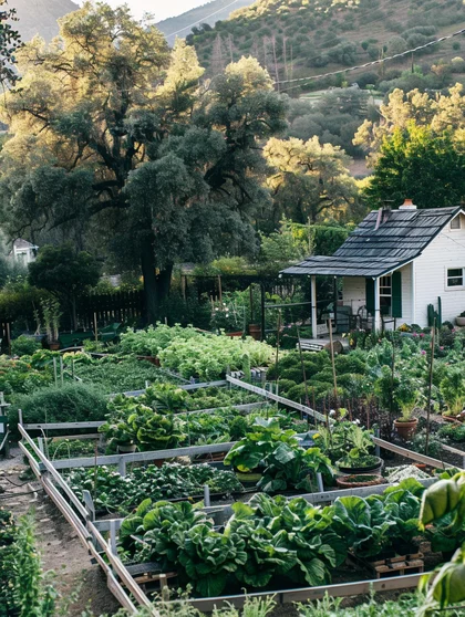 我家的网红菜地