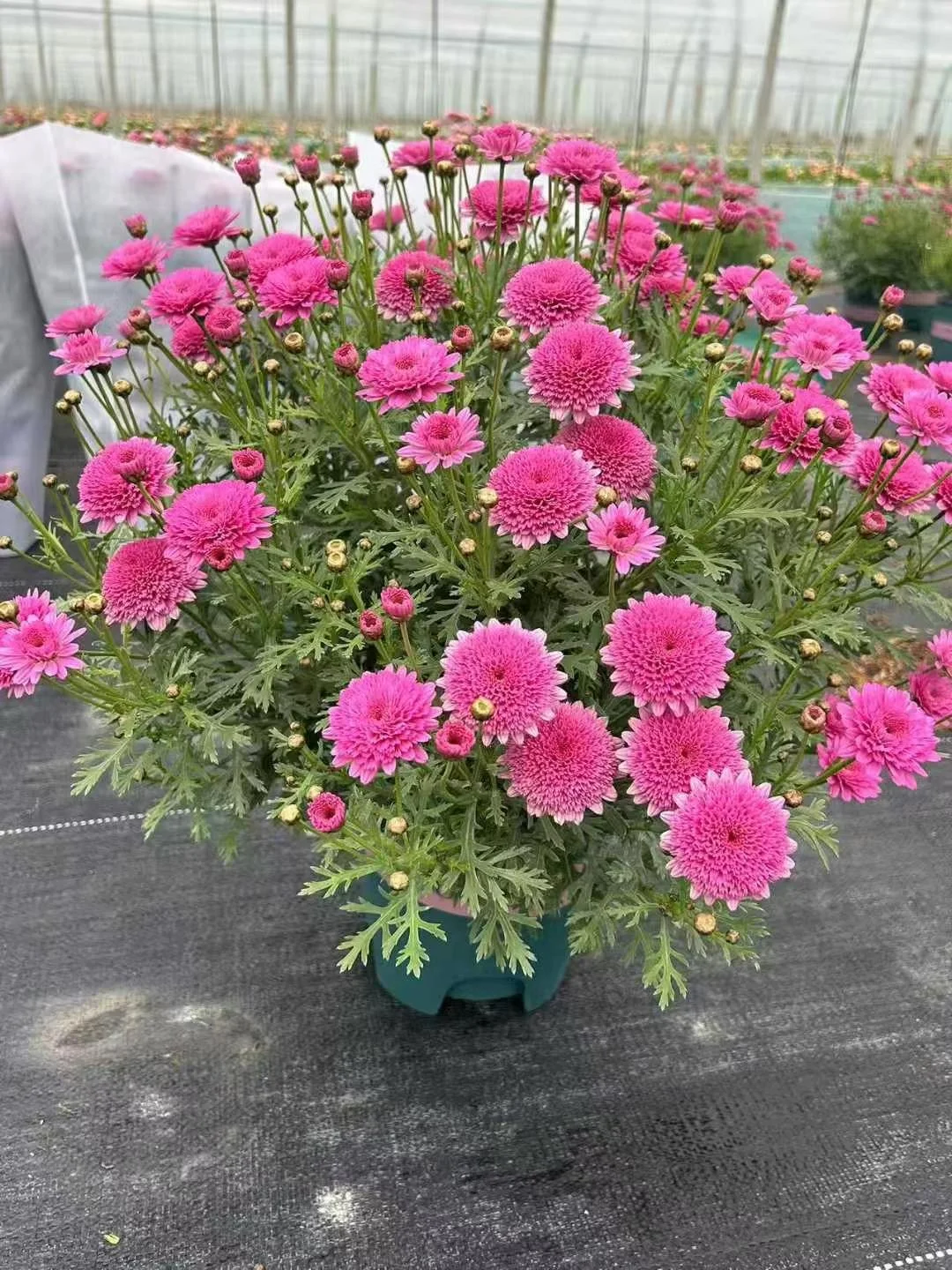 宝子们来猜猜你们认识那几款花花。