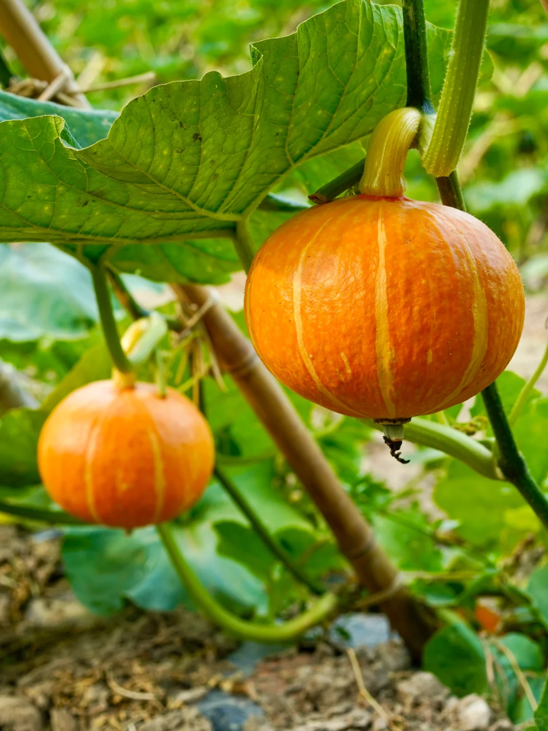 田园夏趣?乌村，让夏天的记忆不只有冰淇淋