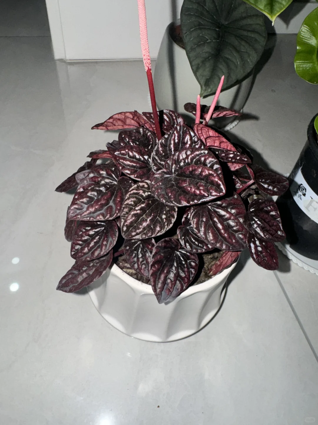 我可太喜欢我的绿植了