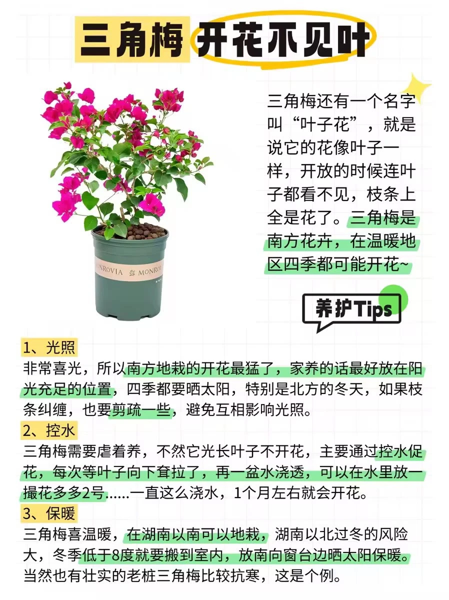 ?12种全年开花植物，懒人来挑战