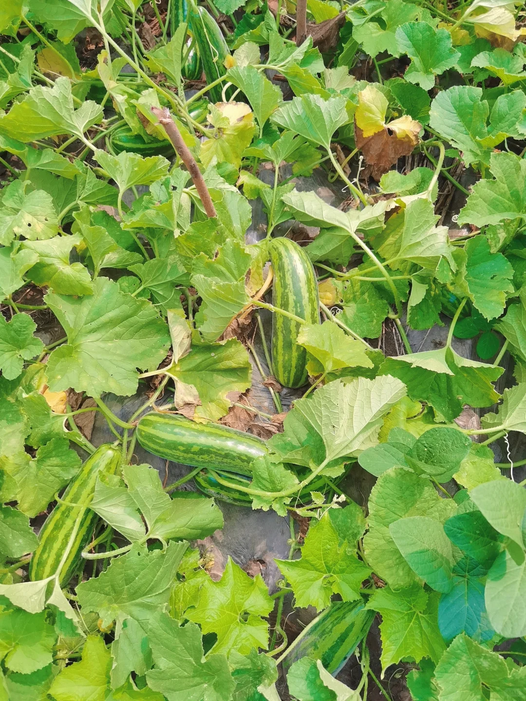 蔬菜品种合集???????