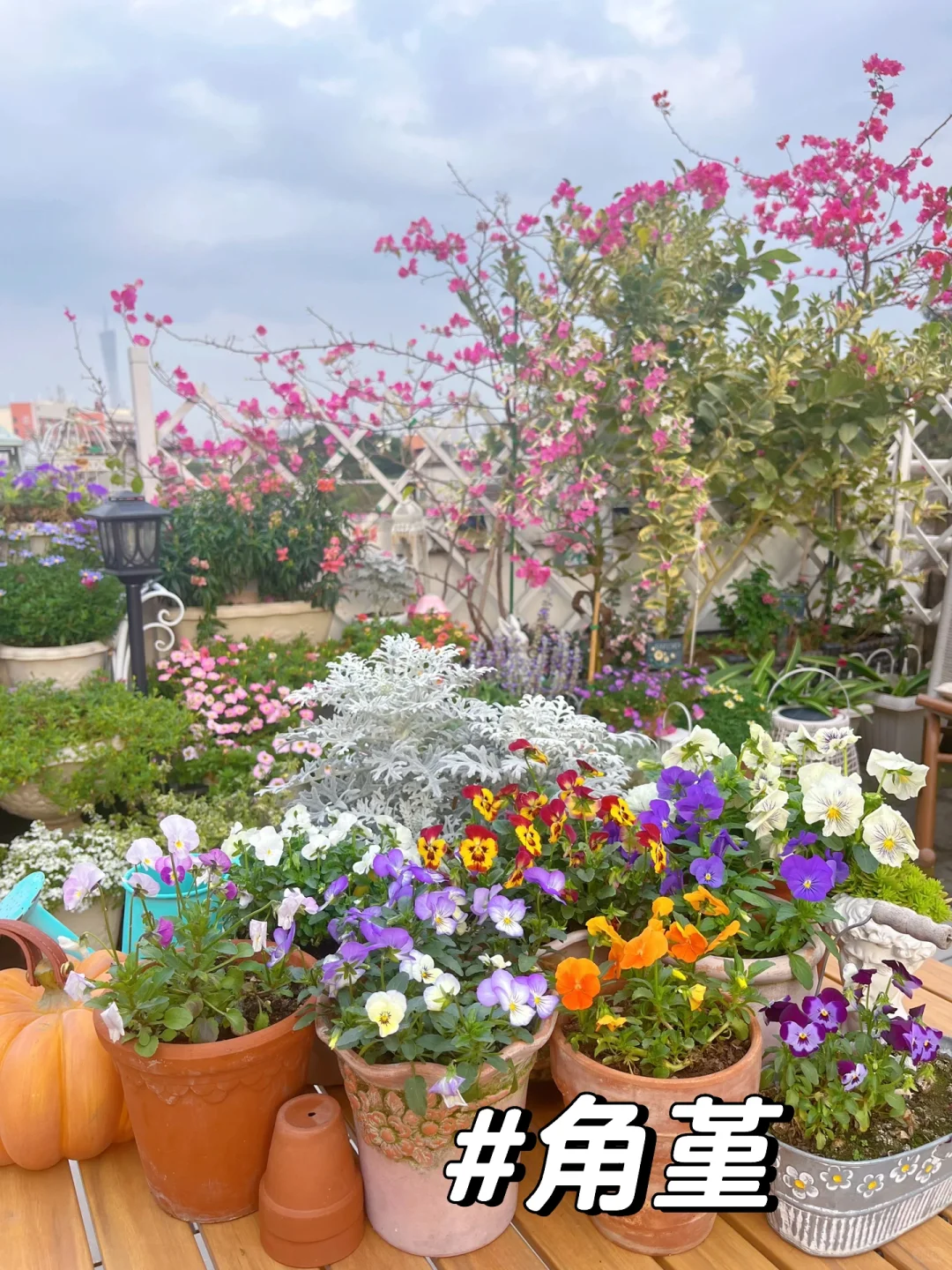 为什么我强烈推荐两广花友秋冬一定要种草花