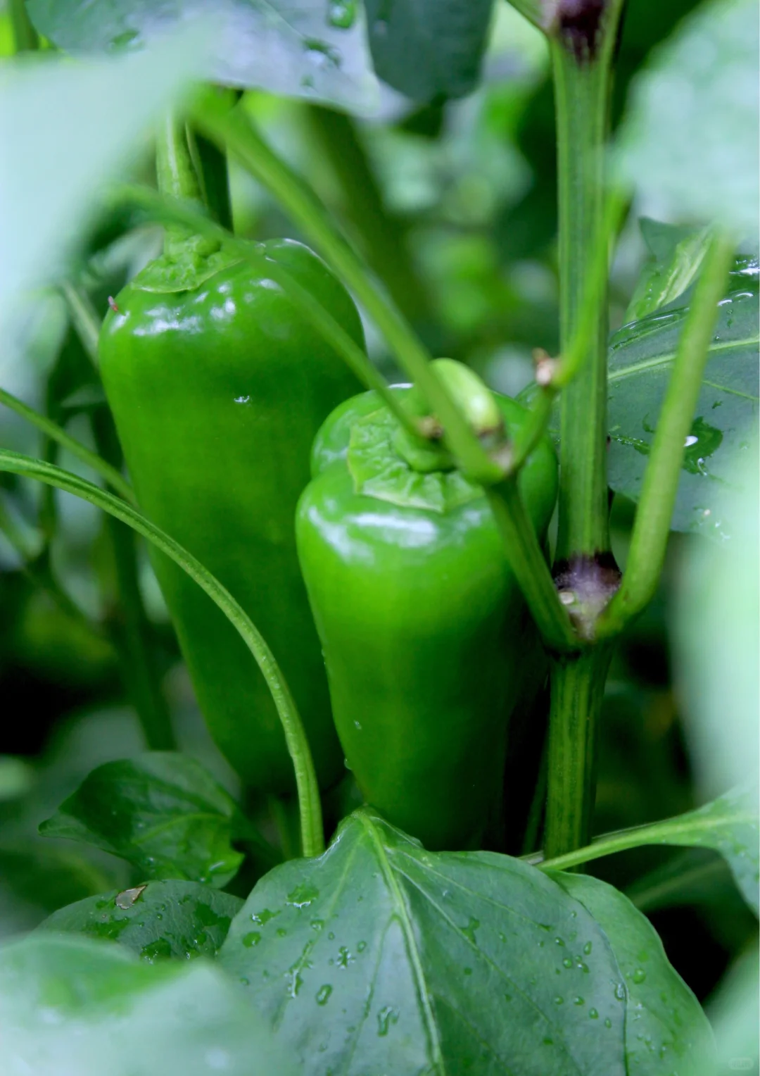 北京农场四季蔬菜不间断，冬季采摘不停歇！