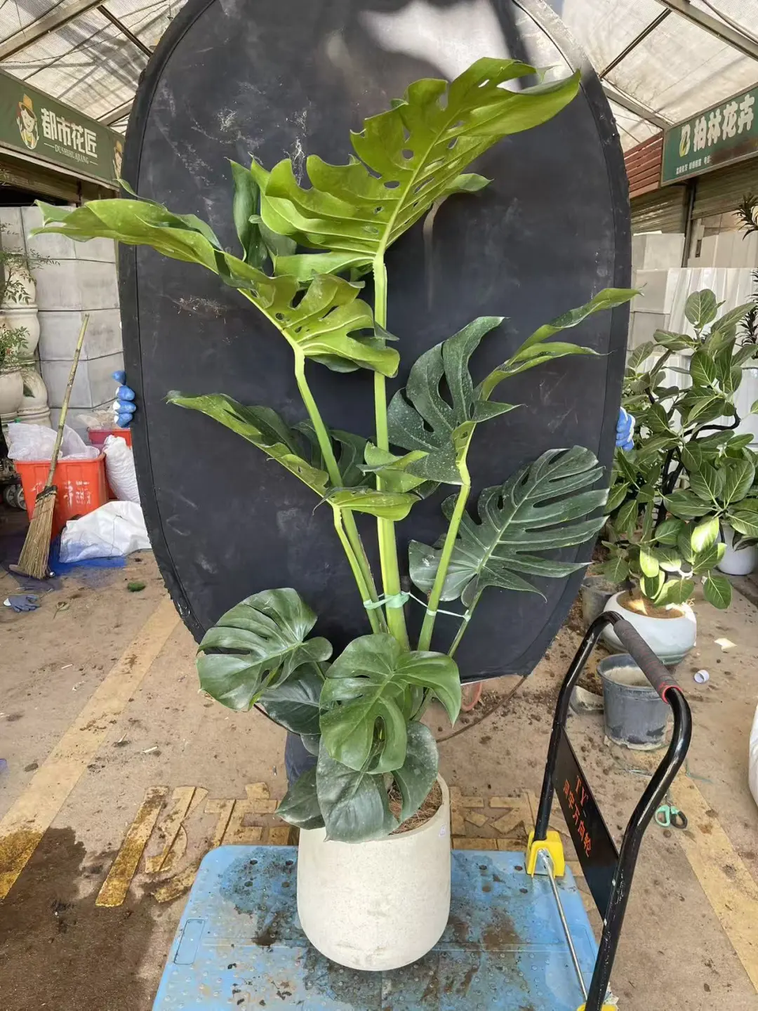 深圳绿植租赁批发，香港?配送