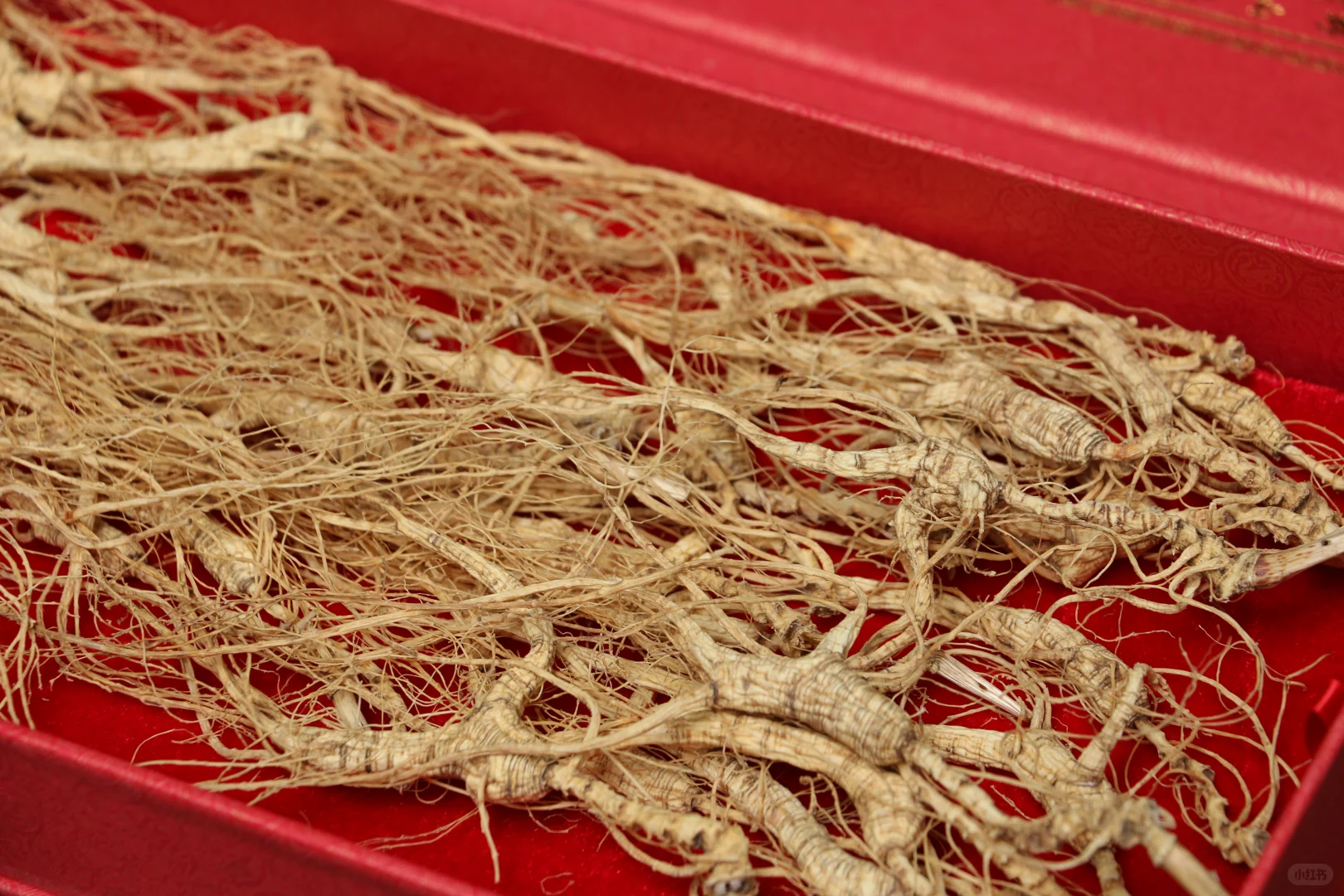 【本草】林下参