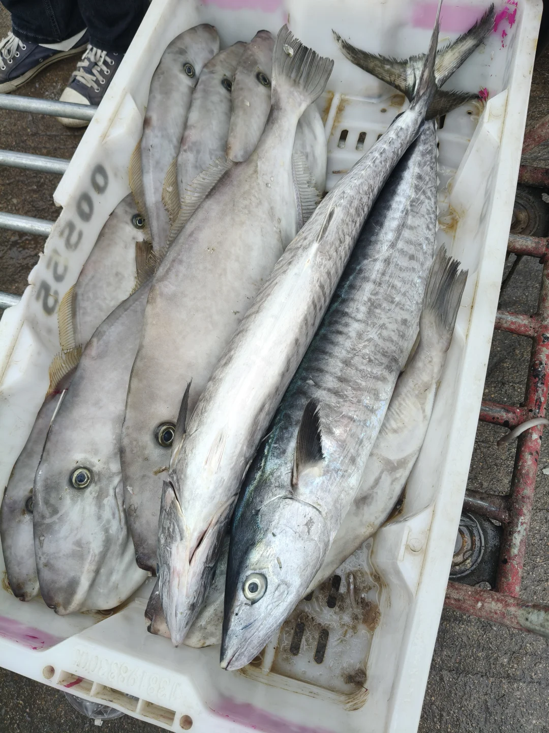 陵水本地人带路！免费代购海鲜+家庭式加工