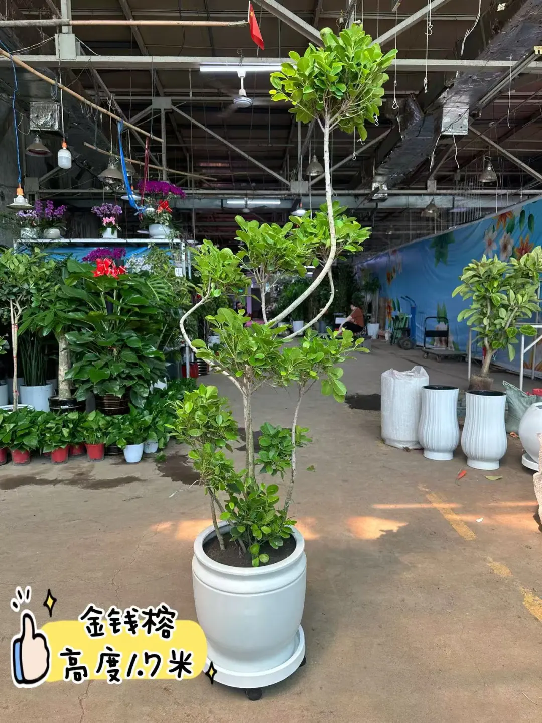 沈阳同城送货上门啦家人们?