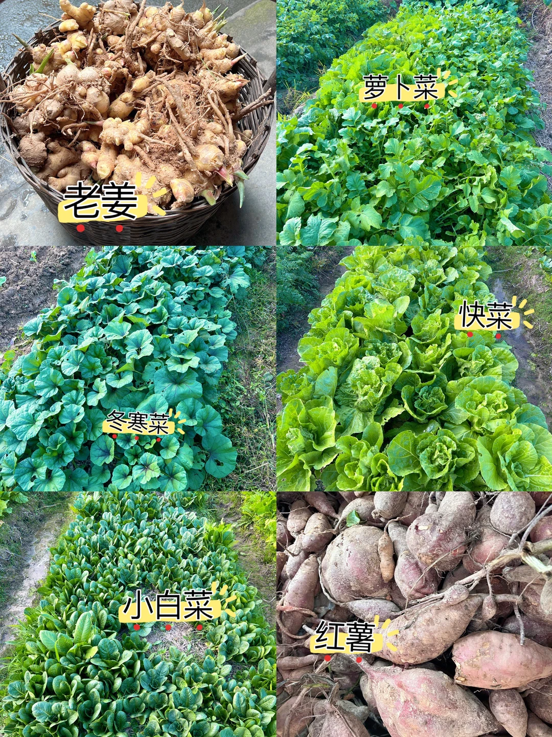 ?‍?我们生机勃勃的菜园子#长沙县农村