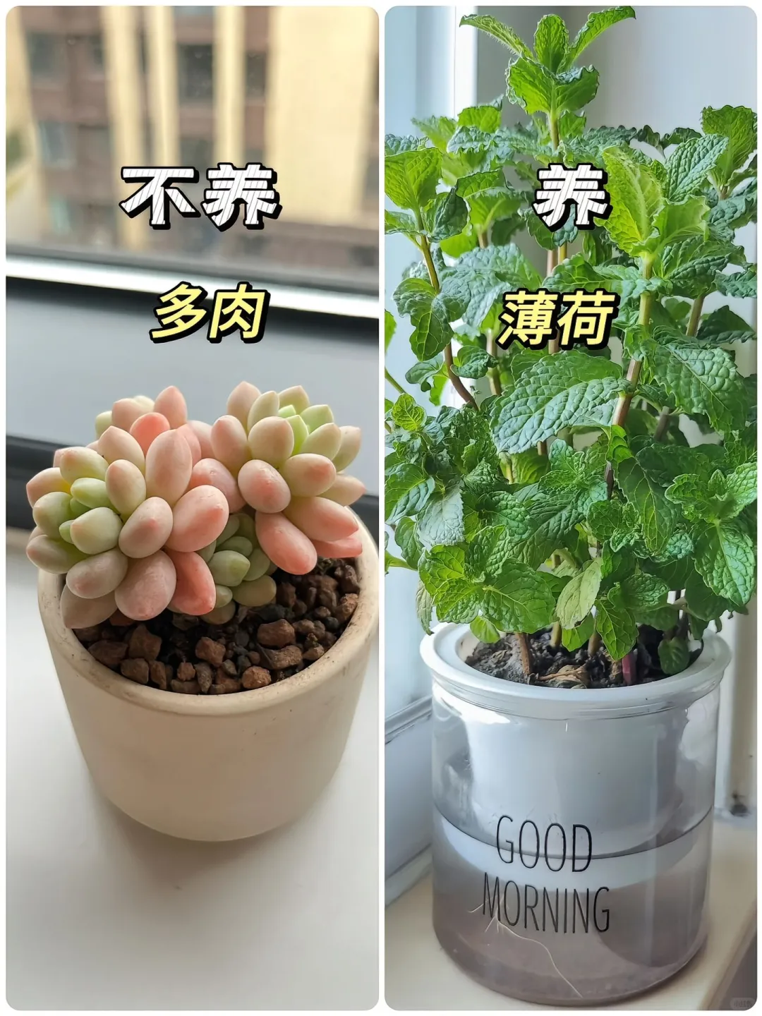 适合懒人养的高颜值绿植?！