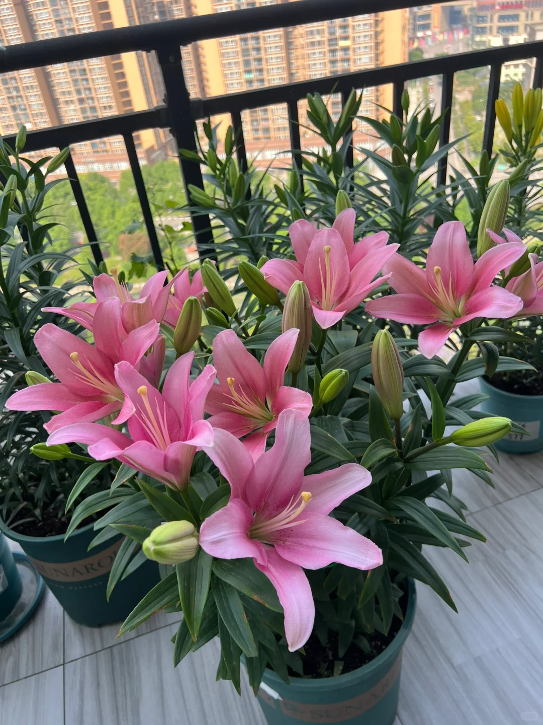 你们的百合开花了吗？