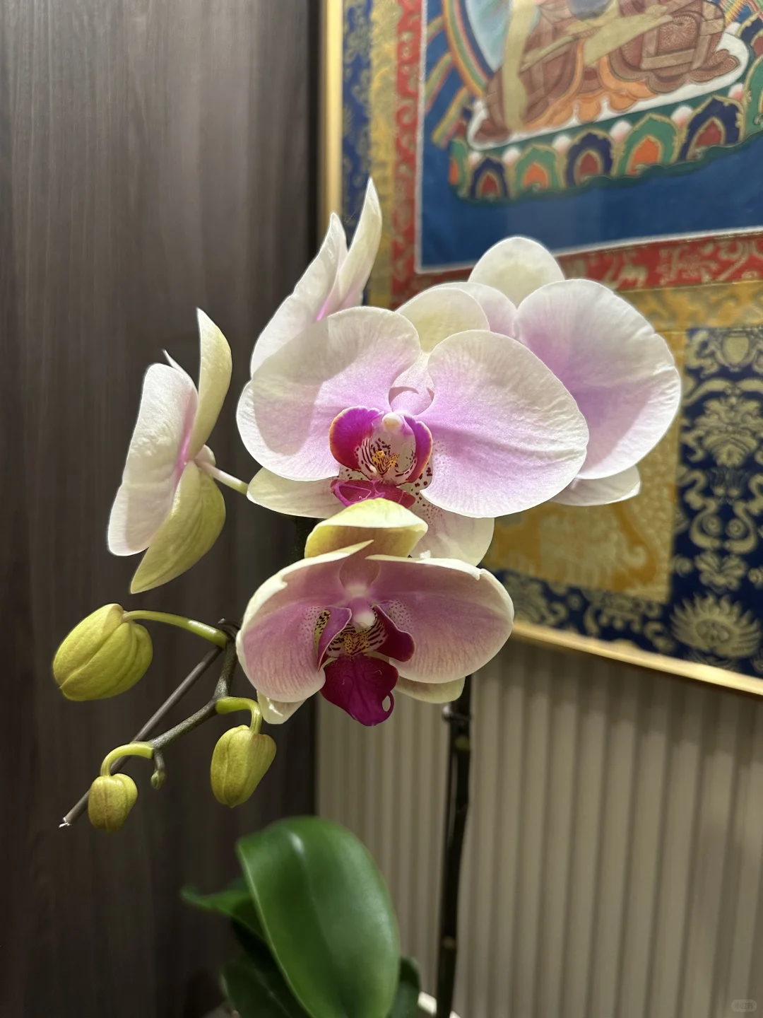 最近新入的蝴蝶兰，都超爱！还发现新基地