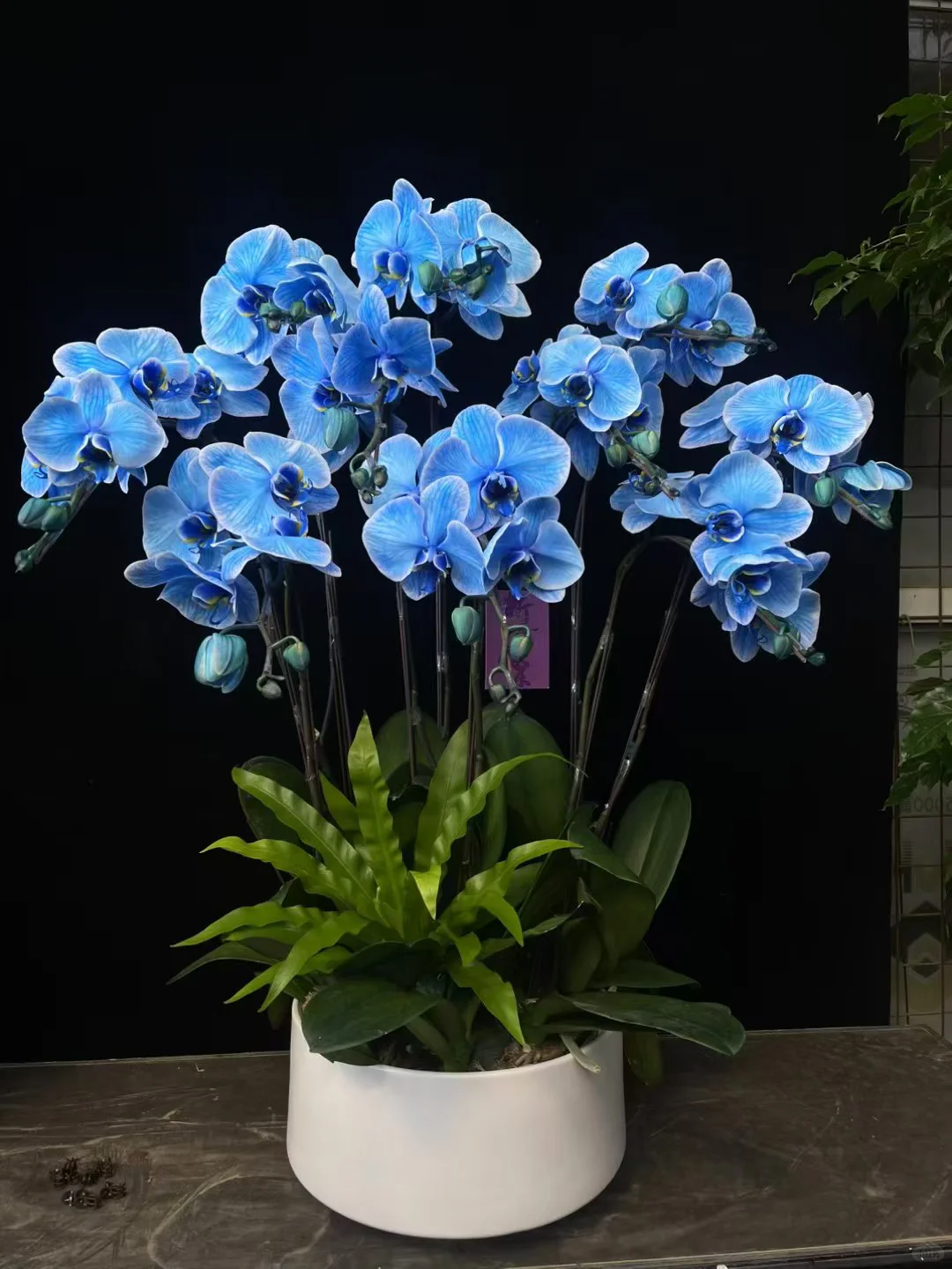 深圳绿植香港可送货上门