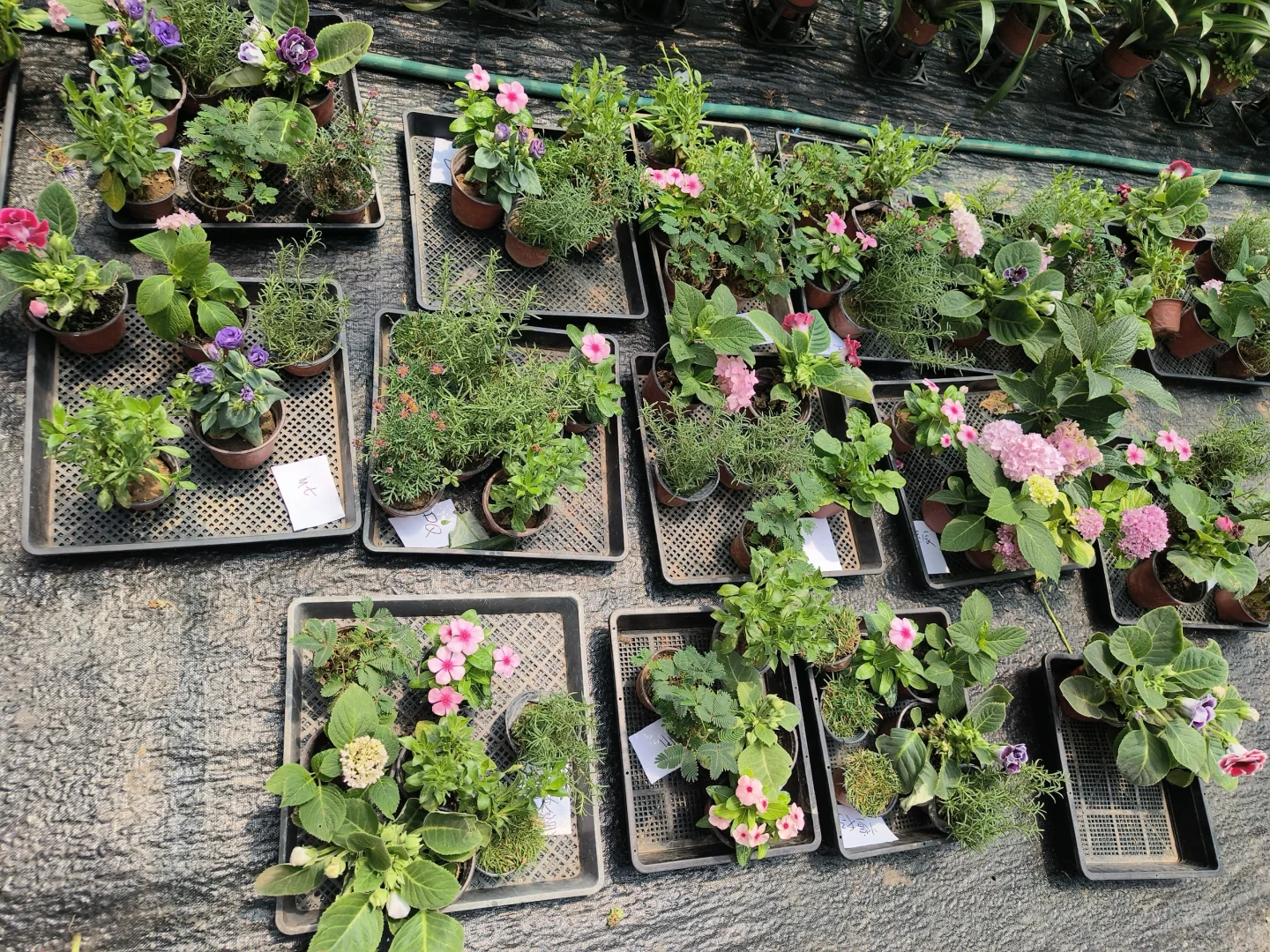 免费的花快来领，免费领5斤5-8棵！！