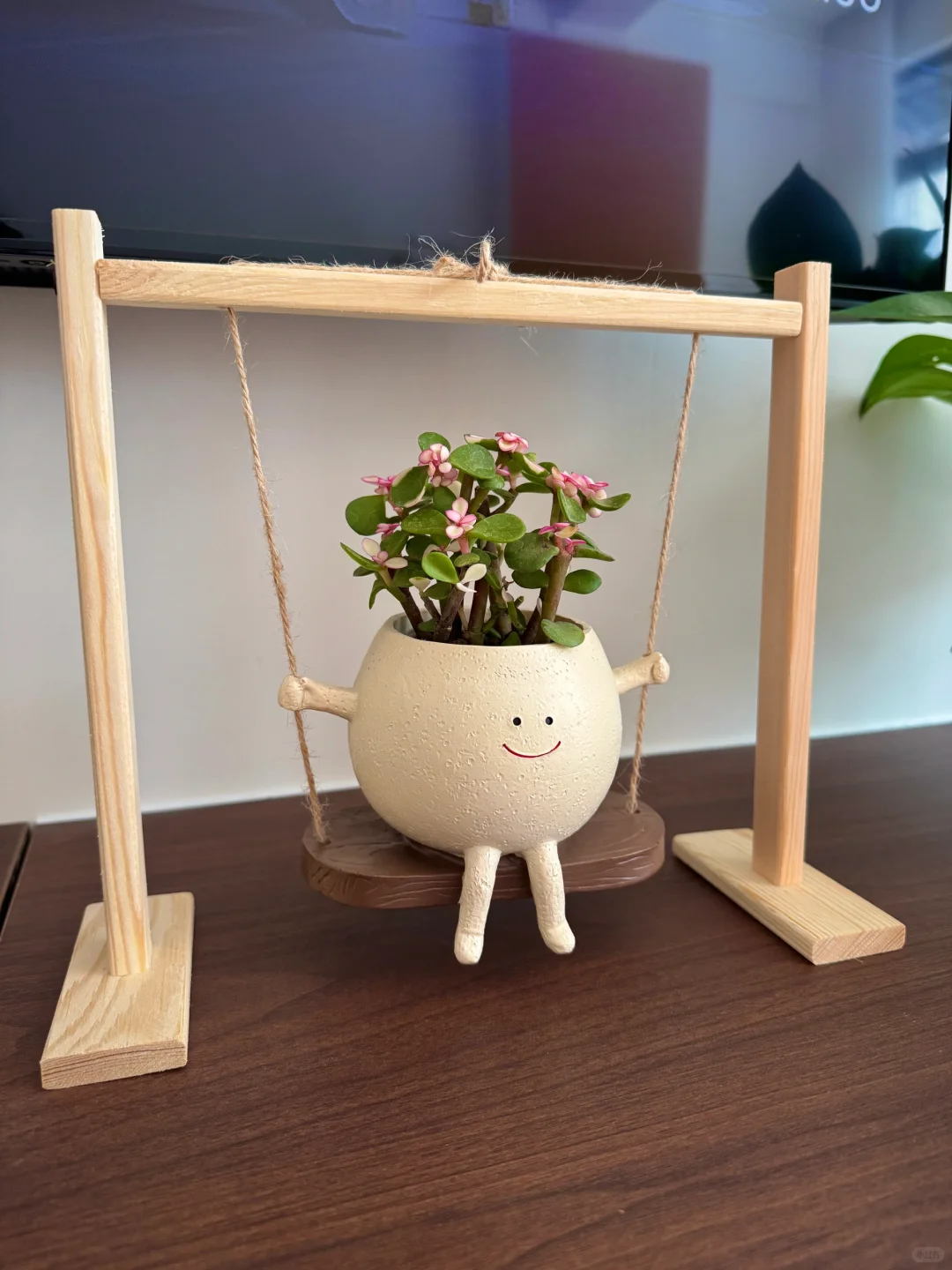 我的秋千盆栽长出了小花?