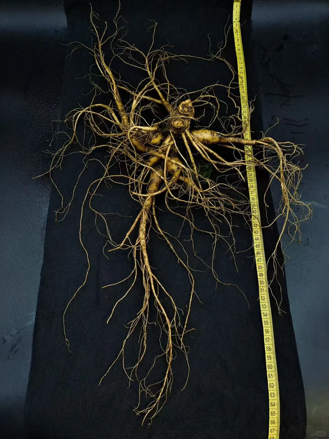 【双芦精品大货】