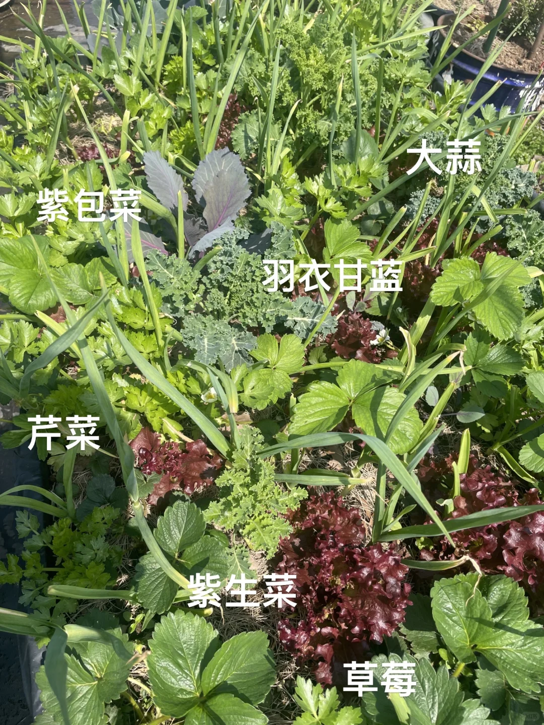 可食花园｜套种大法你知道吗