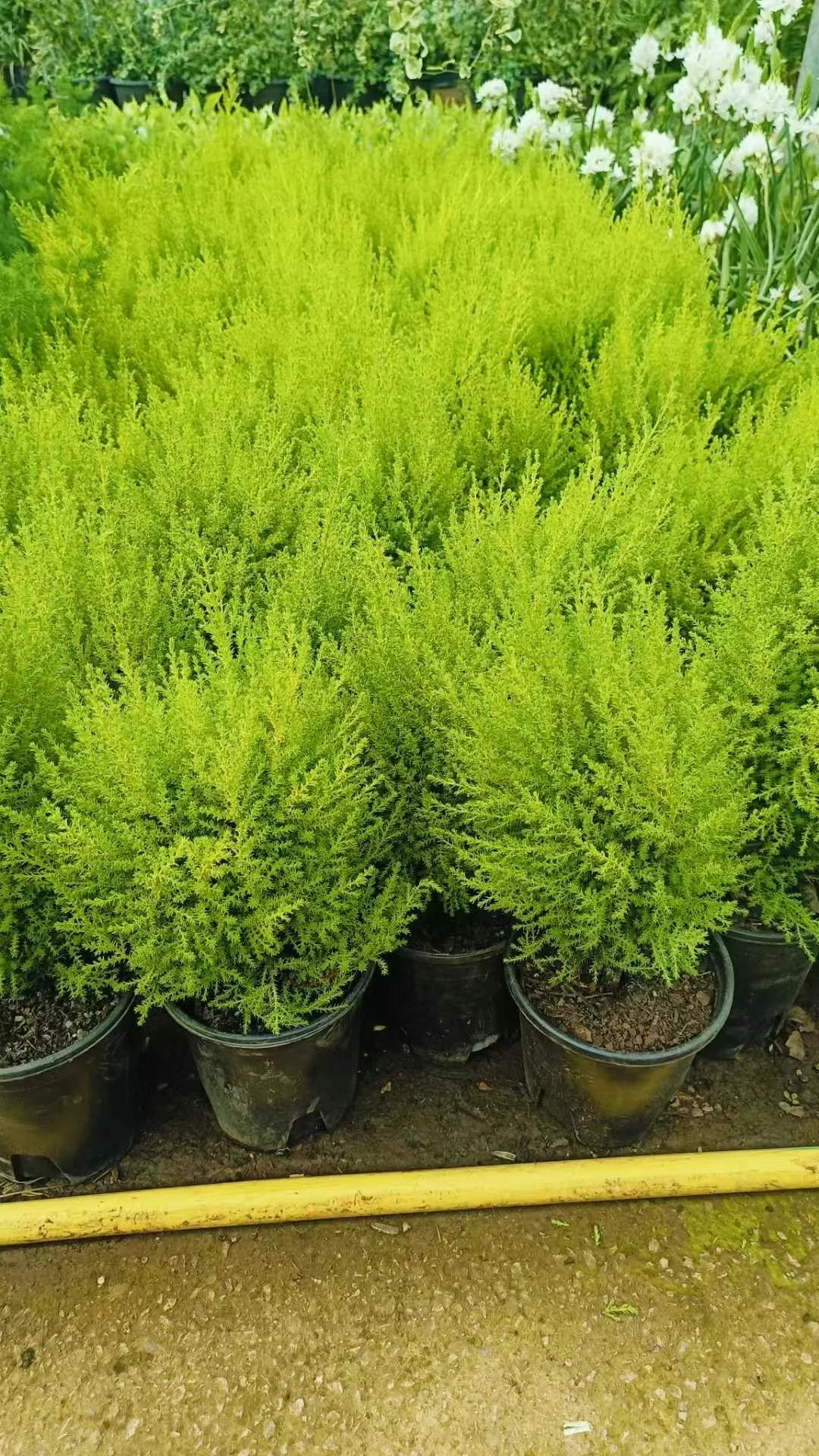 宝子们来猜猜你们认识那几款花花。