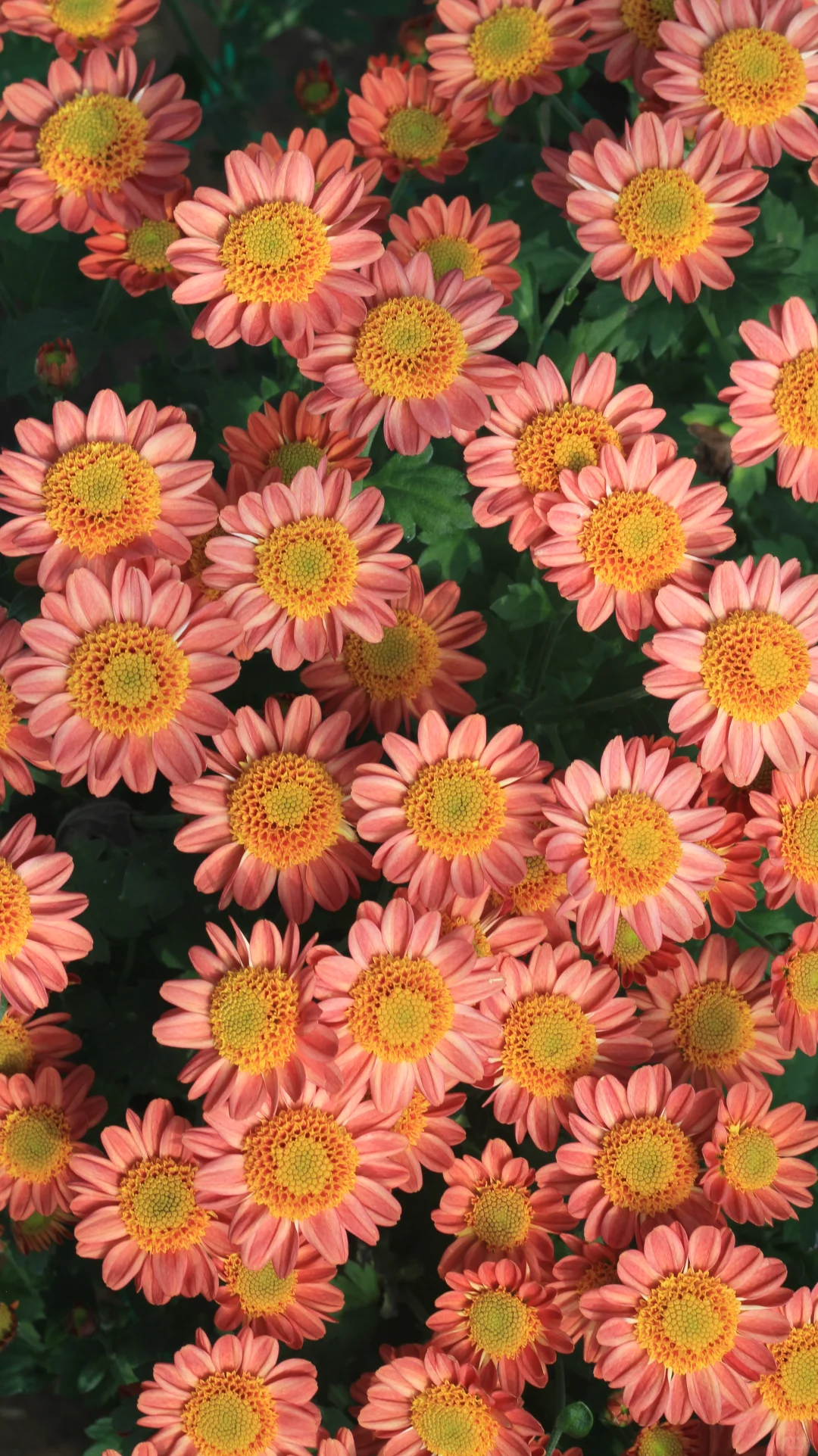 没时间，先发一个品种吧