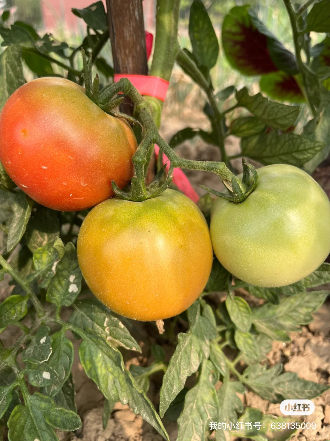 小菜园的菜涨势喜人啊?