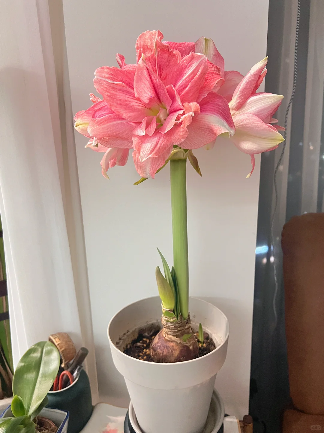 没想到这个花开了之后还是挺震撼的