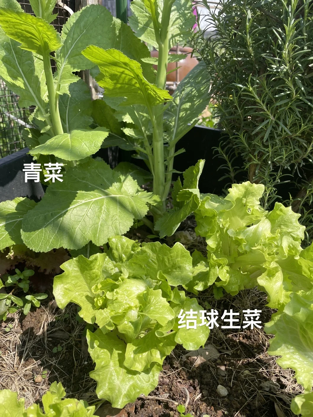 可食花园｜套种大法你知道吗