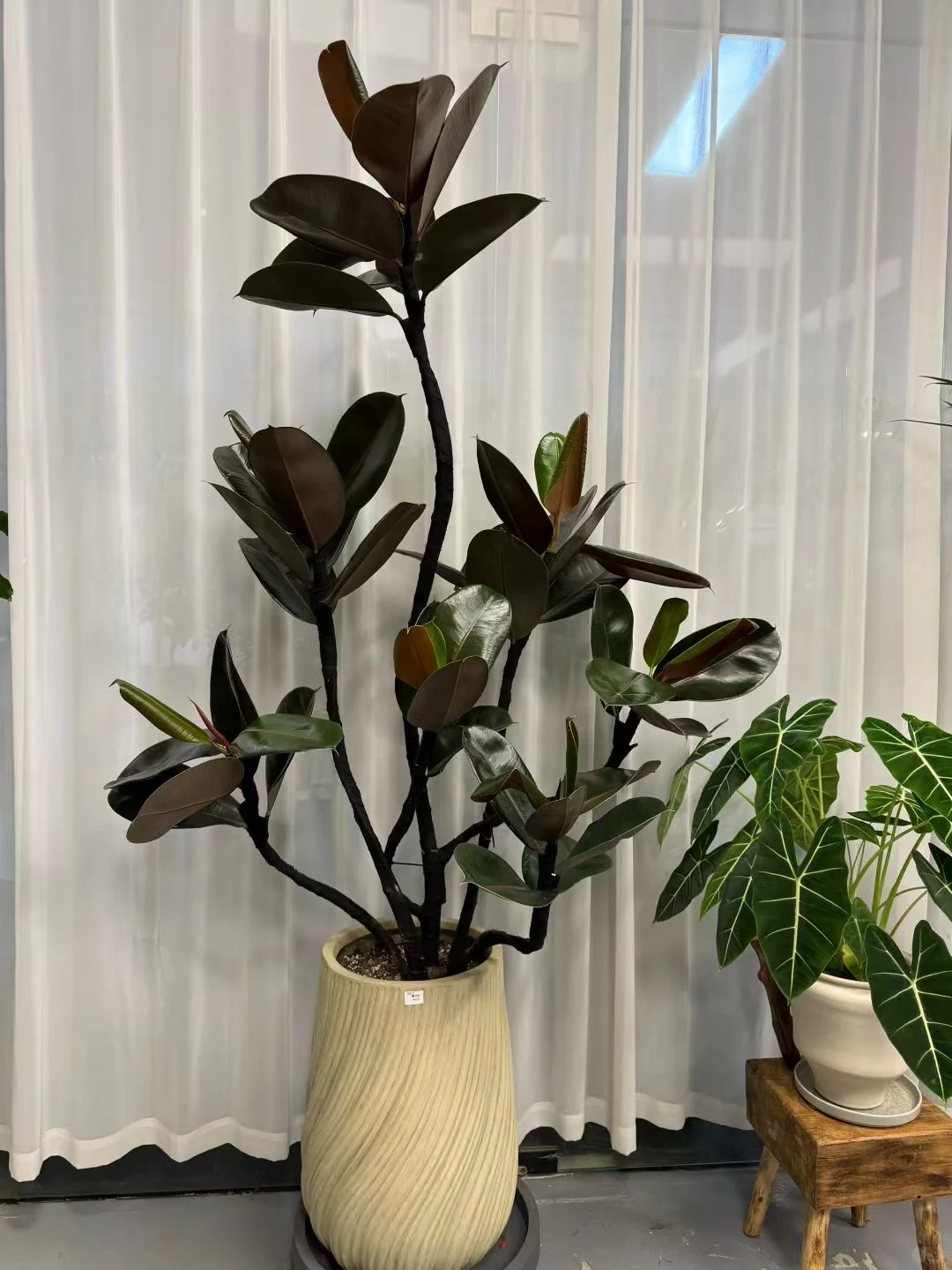 想看看你们的绿植！