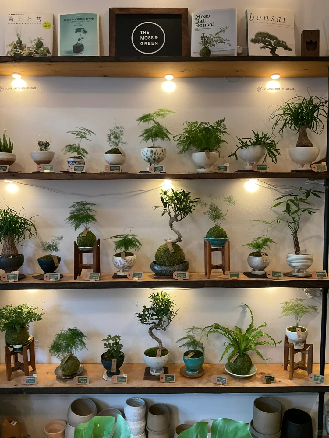The Moss and Green 纽约植物店