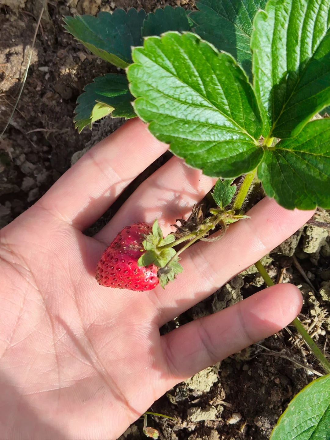 看看?我都种了啥⁉️