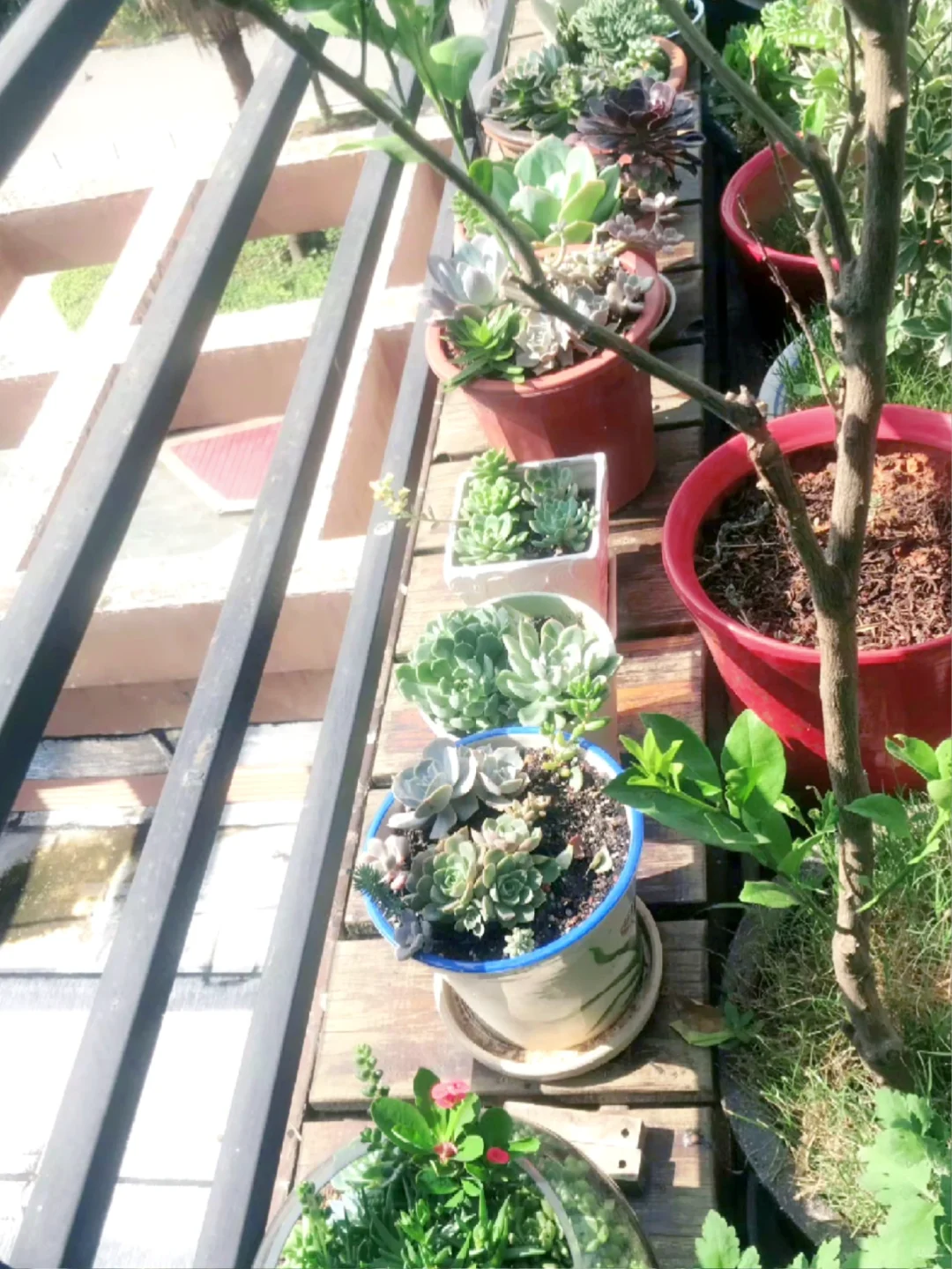 谁懂养花人的快乐?