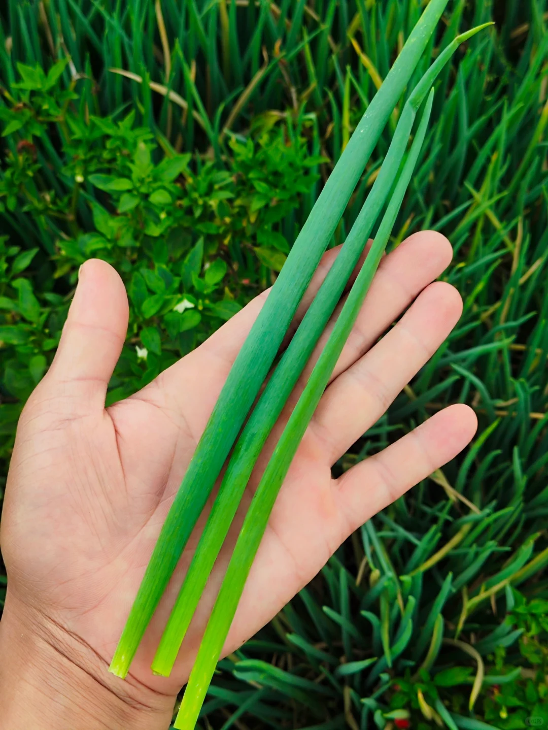 看看?我都种了啥⁉️