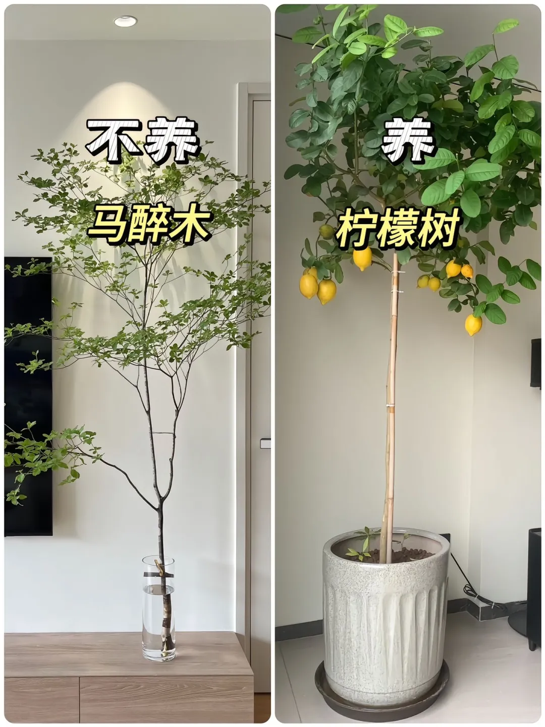 适合懒人养的高颜值绿植?！