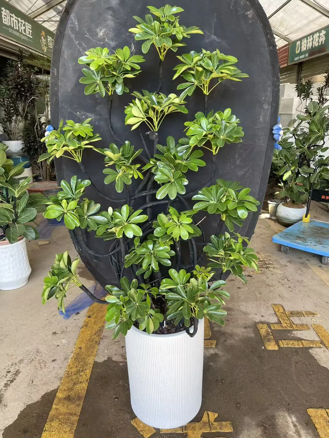 深圳绿植租赁批发，香港?配送