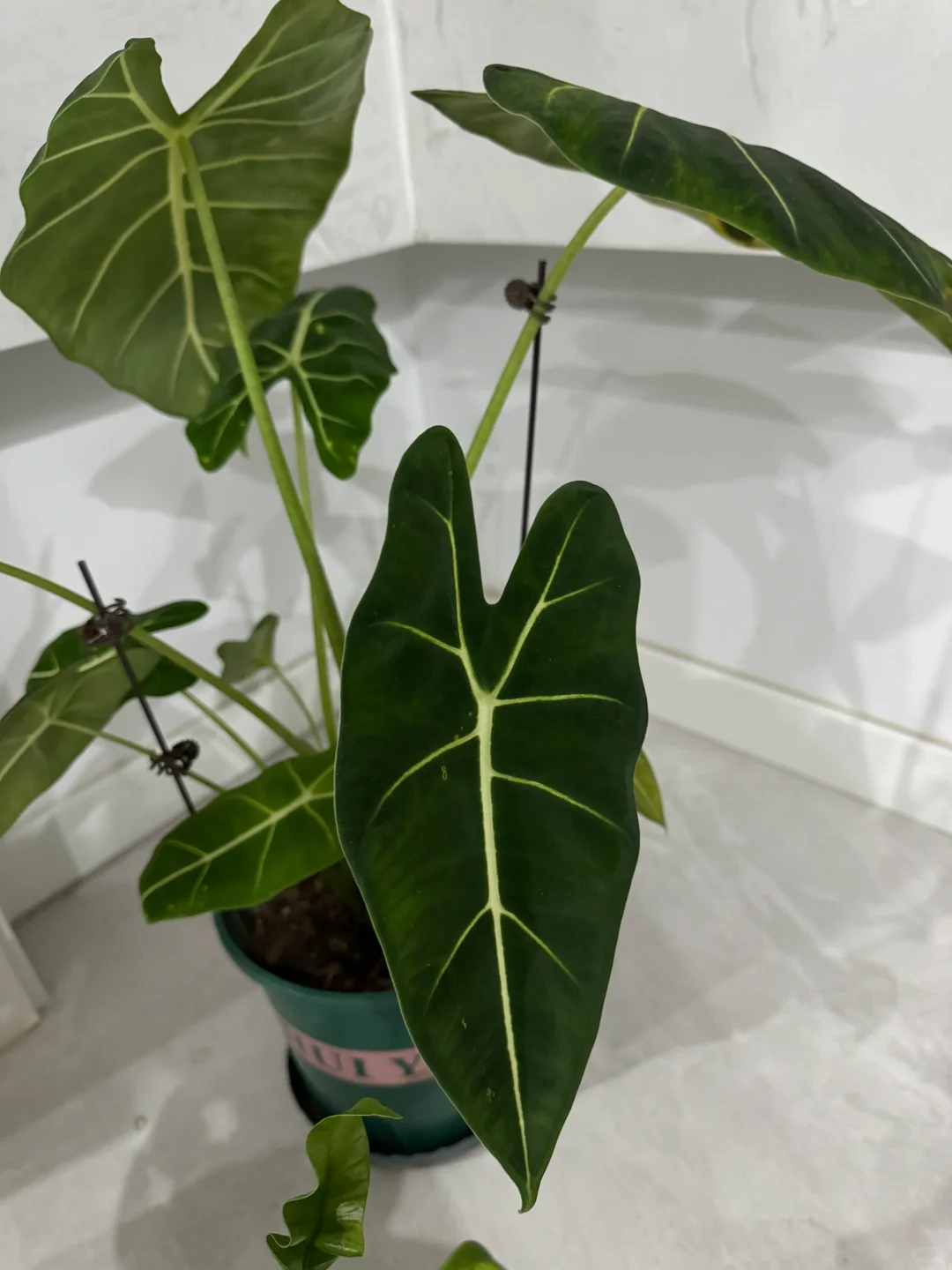 我可太喜欢我的绿植了