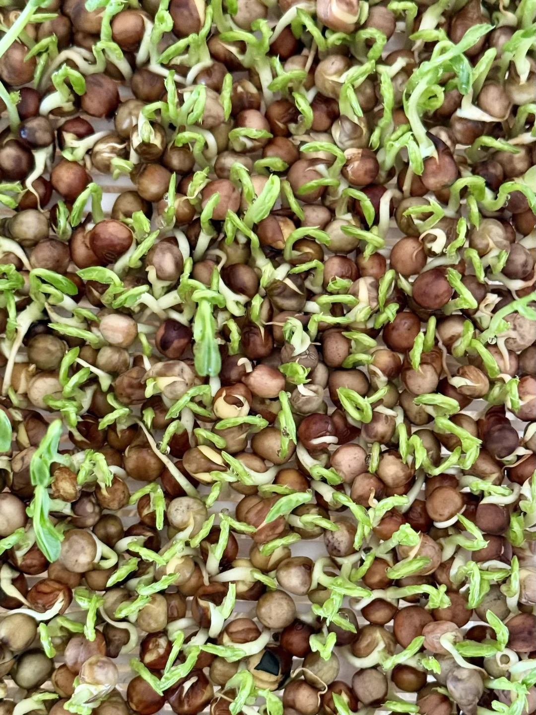 种菜的治愈时刻