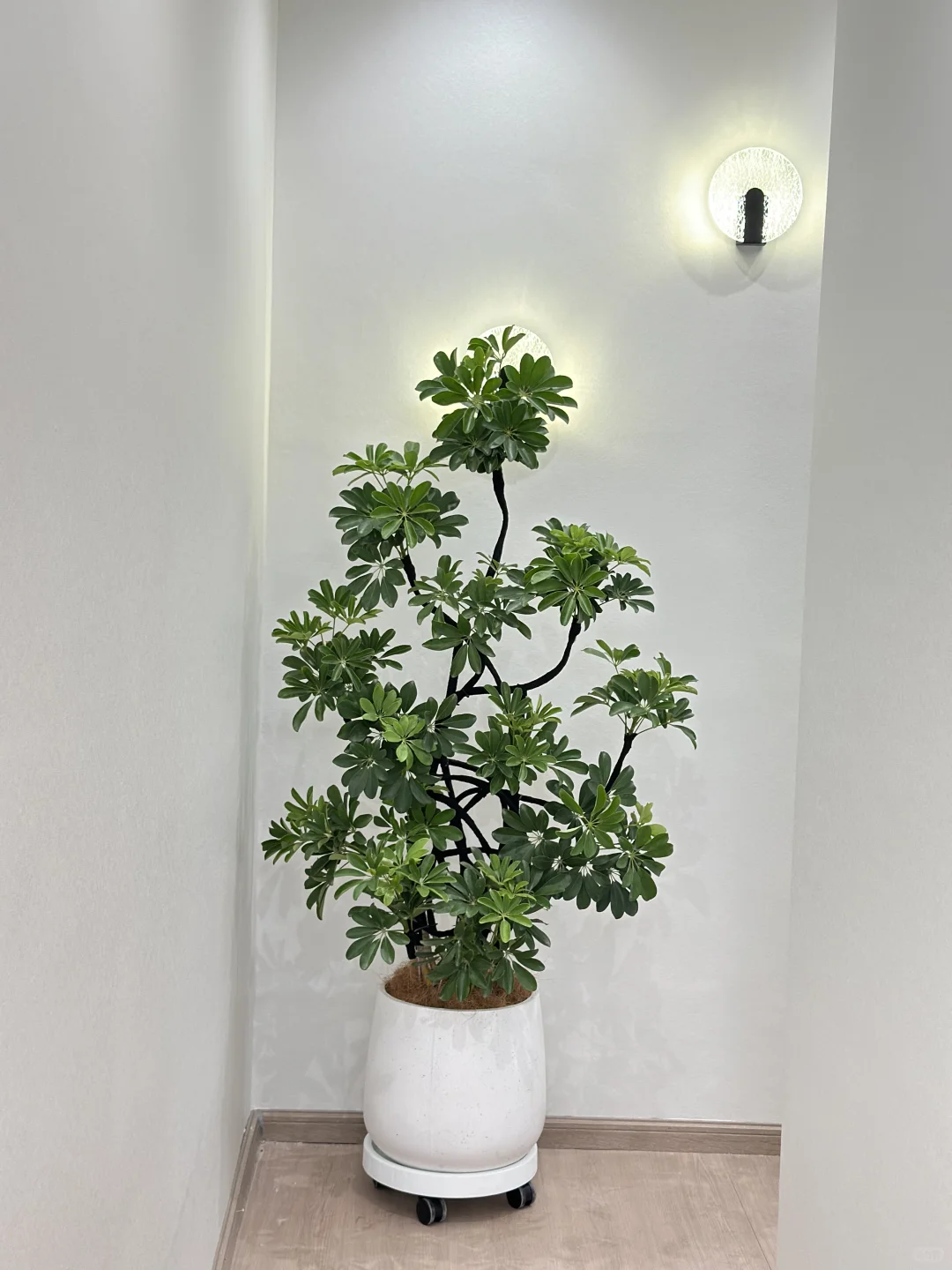 吴江盛泽送货????