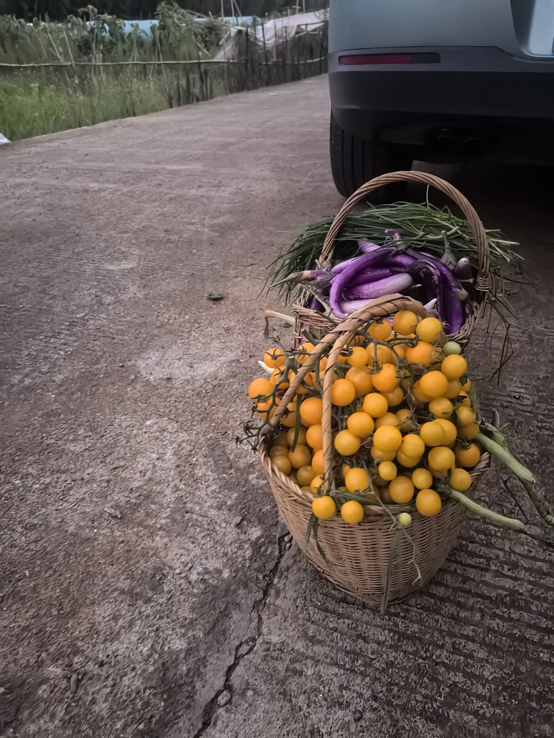 春播最后一批西红柿，明天开始整地迎接秋播