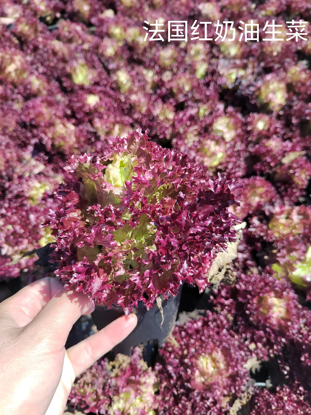 春季各种观赏蔬菜品种