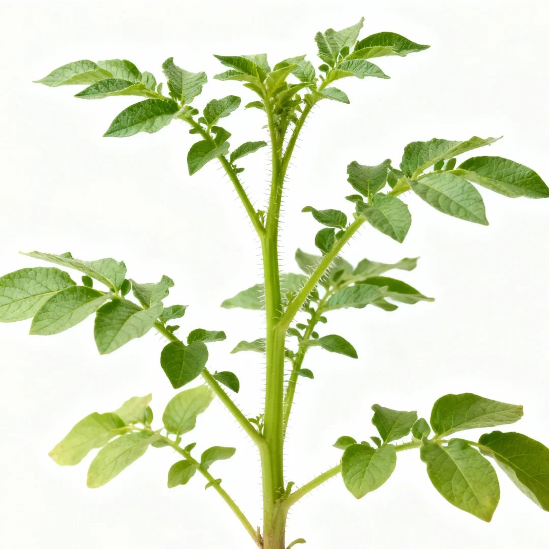 这几种蔬菜苗你还认识几个？