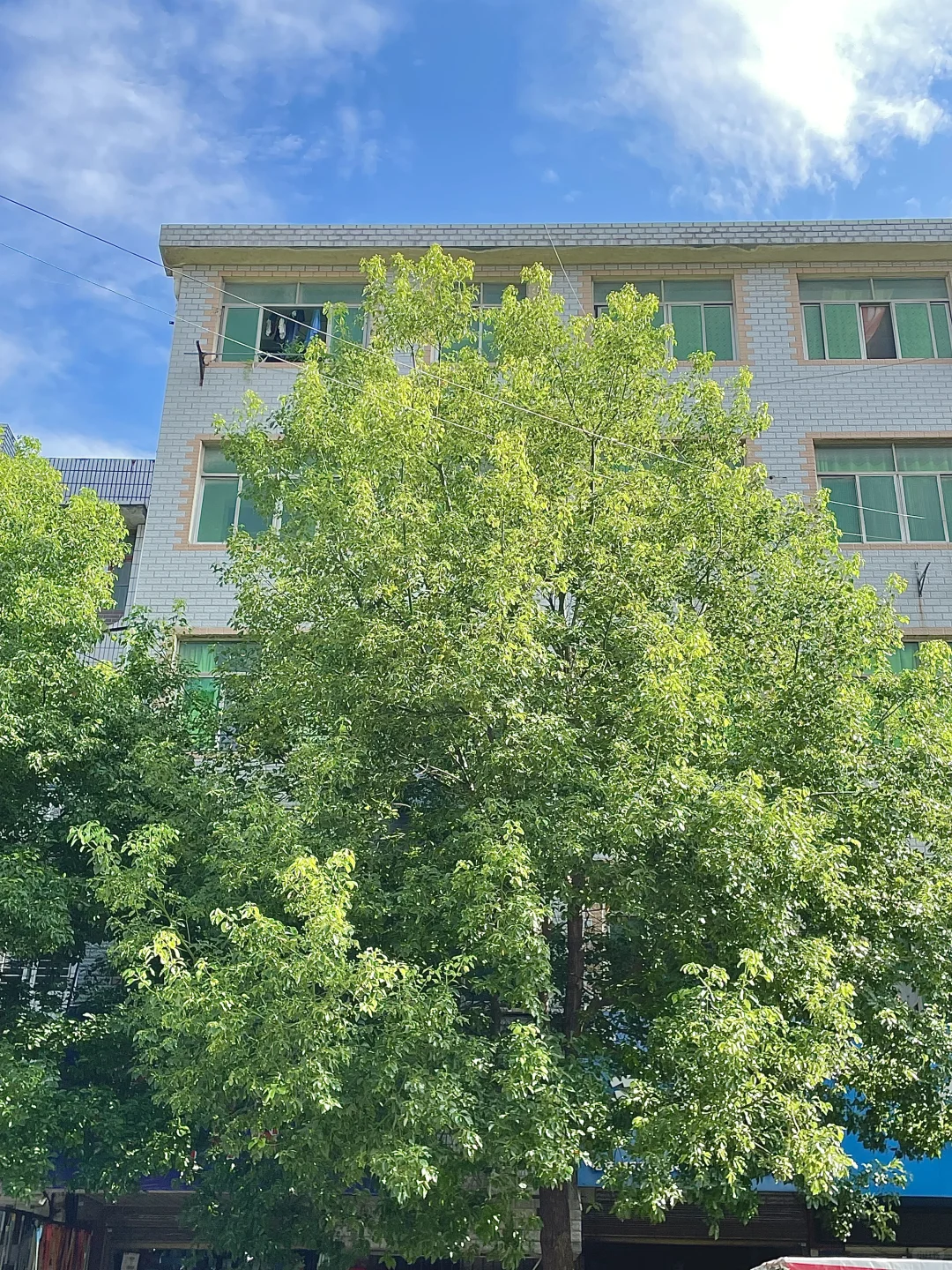 跟着奶奶卖自种鲜菜咯～