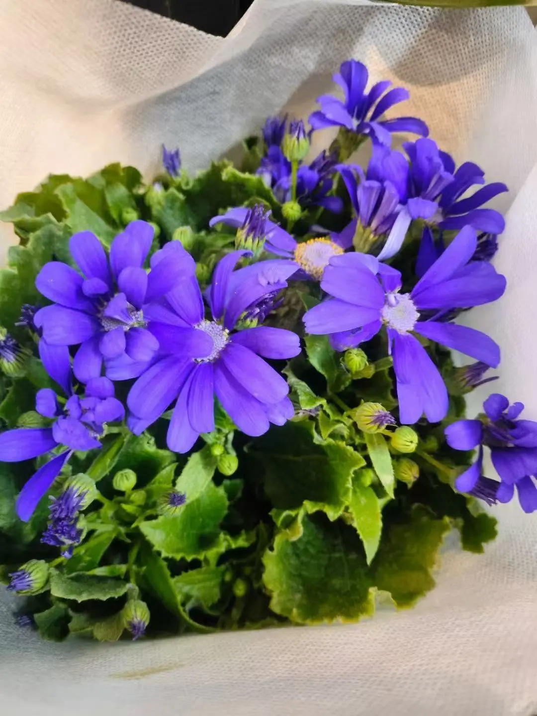 治愈系｜养花如养人,取悦自己