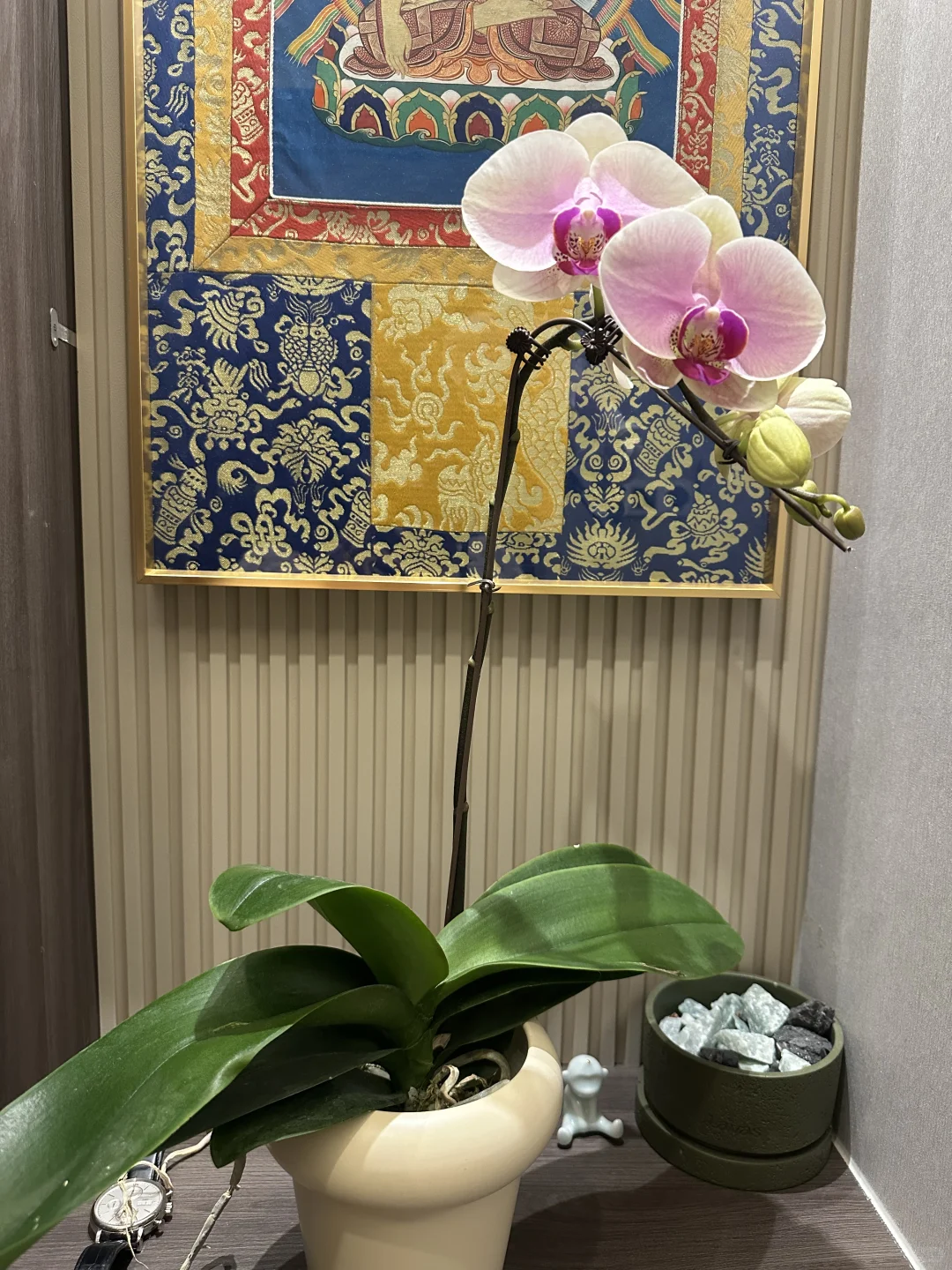 最近新入的蝴蝶兰，都超爱！还发现新基地