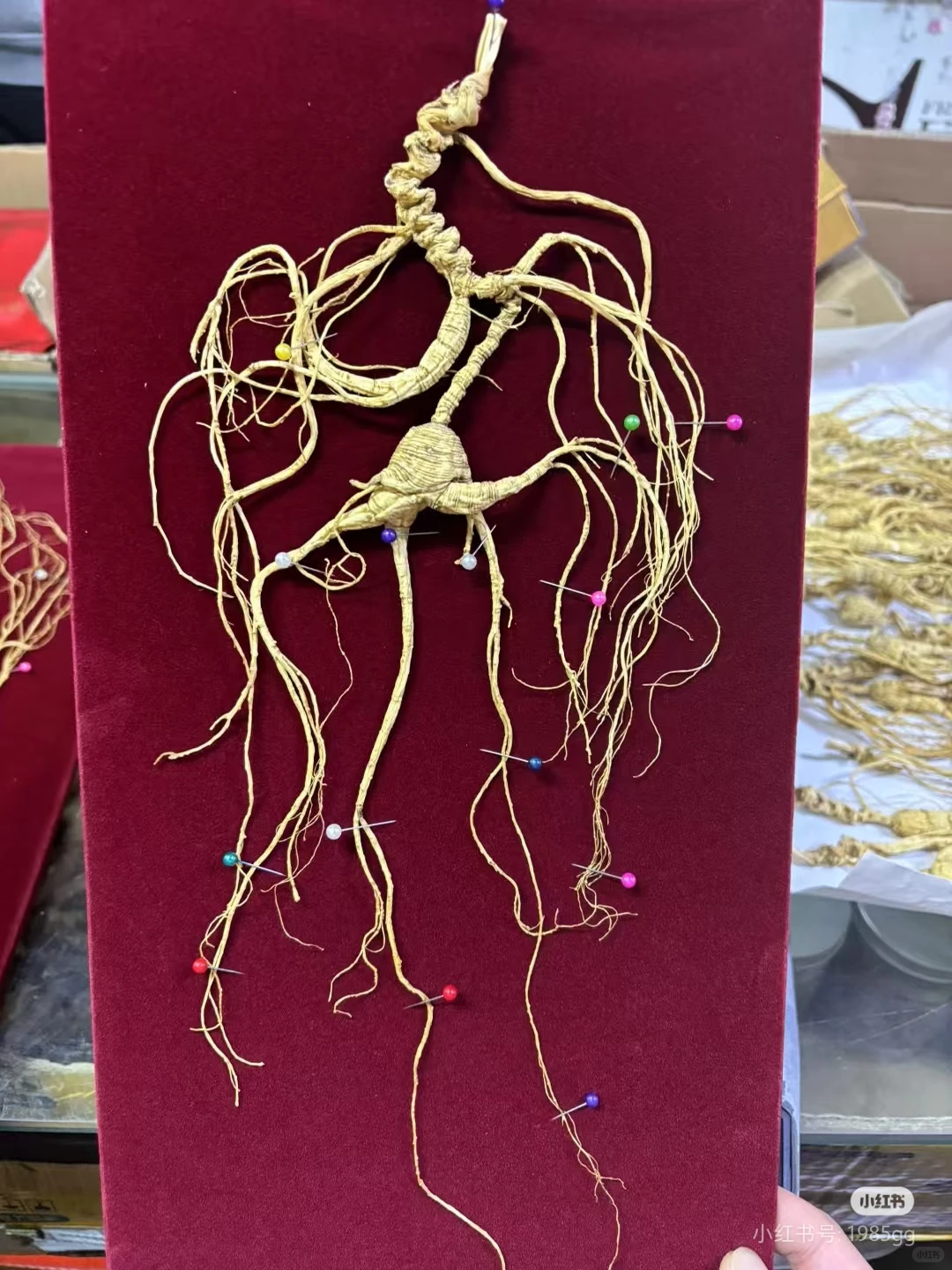 看看怎么选！林下参！