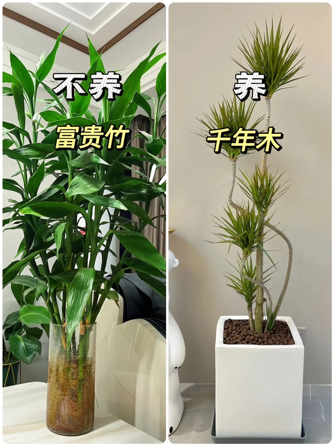 适合懒人养的高颜值绿植?！