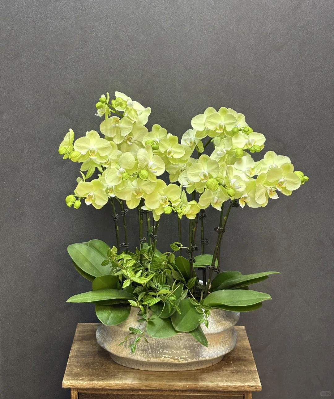 夏天的专属绿色蝴蝶兰养眼